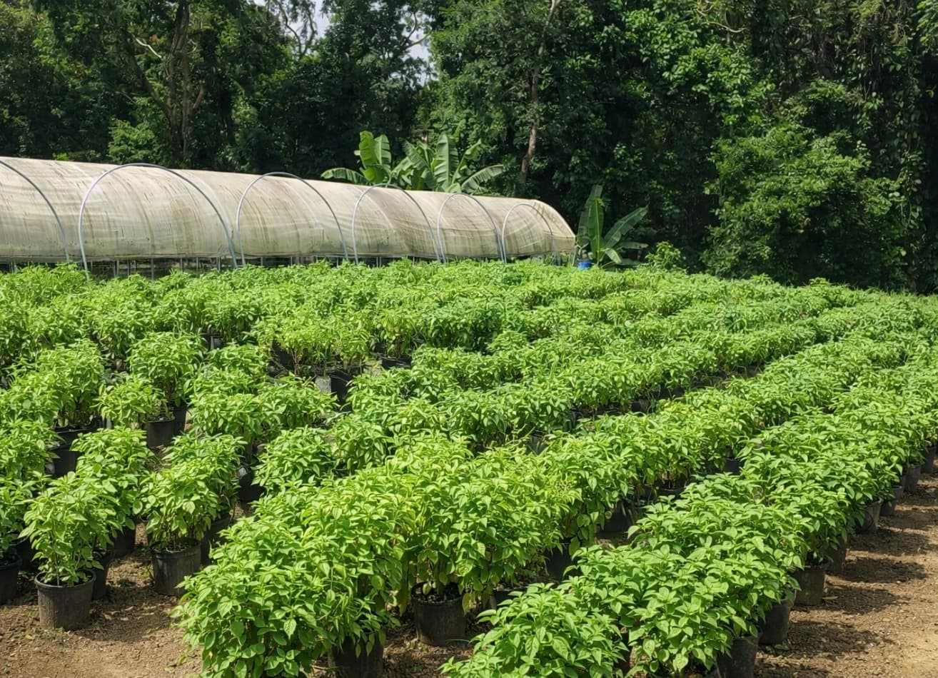 Finca de Happy Farms