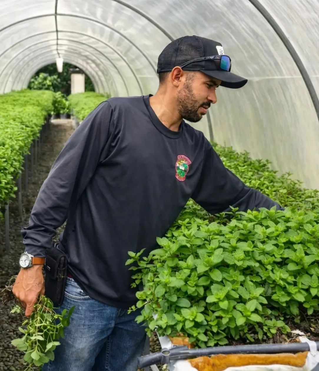 Agricultor cosechando hierbas