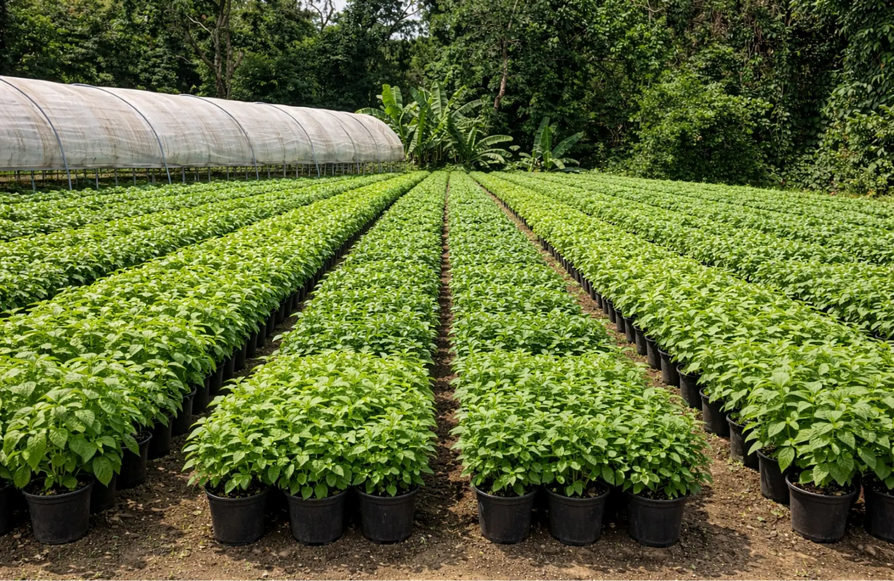 Cultivo de hierbas frescas